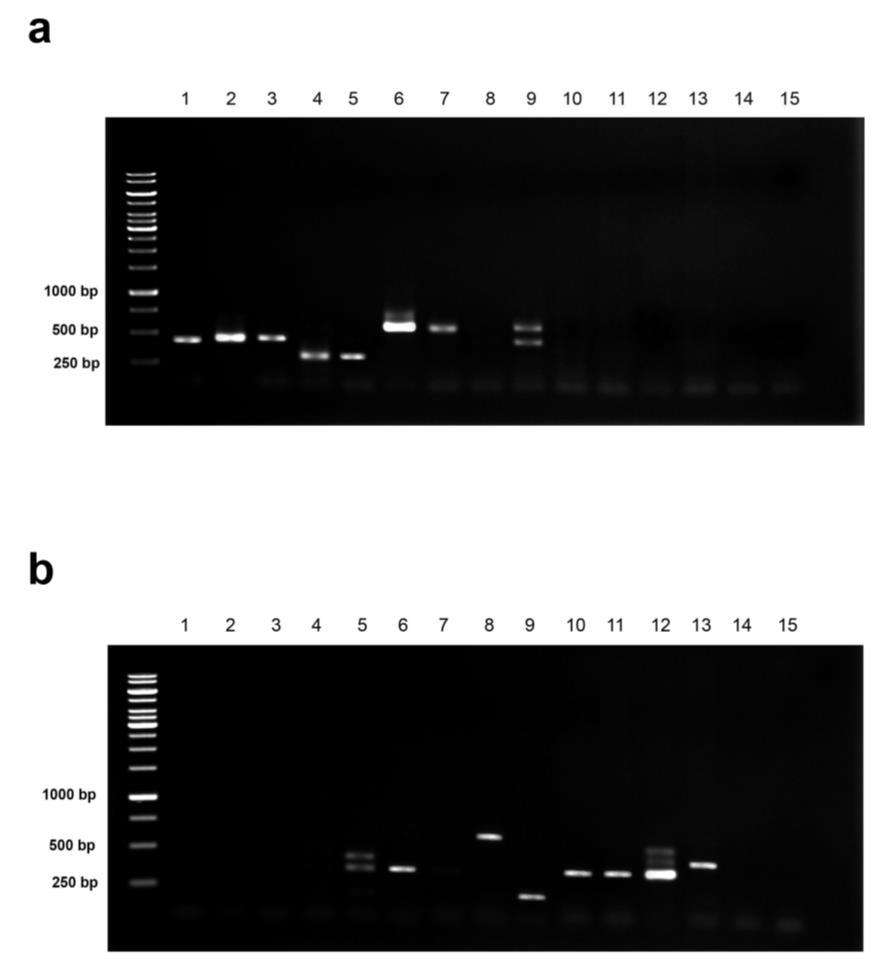 37 of serially diluted DNA templates from 25, 1, 0.5, 0.1, 0.05, 0.01, 0.005, 0.001, 0.0005, and 0.0001 ng (Figure 18, 19). The results showed that the minimum detection limits was 0.