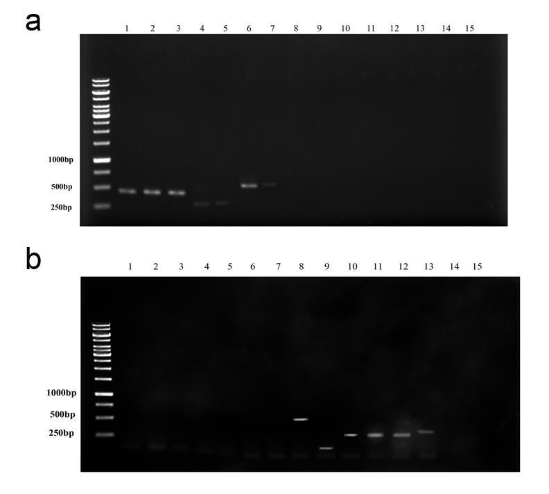 43 Figure 20 Agarose gel eletrophoresis of PCR products using multiplex PCR sensitivity assays with the primer set 1 (panel A) (a) and 2 (panel B) (b) and DNA concentration 0.5 ng. Lane 1 H. brookii.