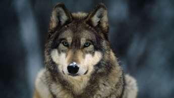Wolf-like ancestor Barks encode Aggression