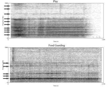 Play growl Formant dispersion of play and food guarding growls from the same dog show interesting difference Formant dispersion connected to the size of the vocal