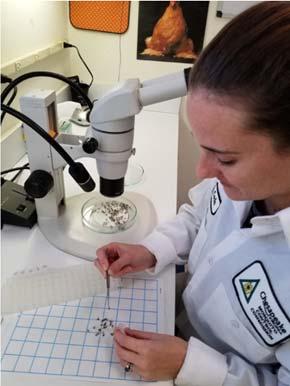 Figure 10. Identifying and sorting mosquitoes for disease testing.