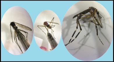 Mosquito biology Mosquitoes are a huge group of insects that differ significantly from species to species.