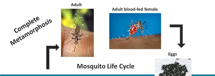 Figure 1. The mosquito life cycle. The impact of mosquitoes on health and welfare Of all disease transmitting insects, the mosquito is the greatest menace (World Health Organization).