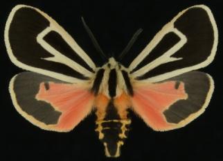 The common and variably marked moth Apantesis nais (Drury) (Fig.