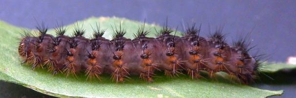 brood. The first pupae to hatch were all female; near the end nearly all specimens hatching were males.