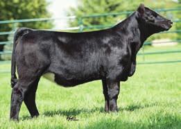 The Huckleberry calves are high quality as Silver Towne s lot #1 that sold last month was a sister to this heifer.