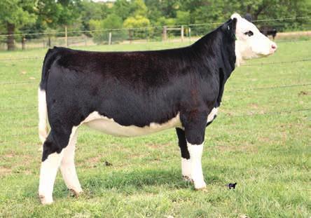 SS Dazzle C0729 43 SS Dazzle 12/10/15 3140157 C0729 78 & Crusader Simmentals WLE Big Deal A617 SVF NJC Magnetic Ldy M25 SVF Steel Force S701 Shawnee Miss 770P