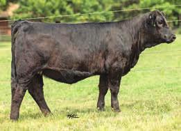 Magnetic Lady daughters have all been tremendous and this heifer will have a very bright future. Top genetics in this fancy package! 8 2 59 77 8 19 49 0.11 0.