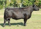SVF/NJC Expectation N206 SS Caroline C0008 9 0.8 54 76 8 18 45 0.33 0.78 128 This outstanding, solid black heifer has cow power written all over her.