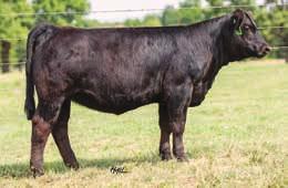 Her mother is a granddaughter of Wesner s great 770 donor. 13Z and Executive Order have combined to make a top three quarter heifer prospect.