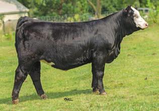 Magnetic Ldy M25 NJC Ebony Antoinette W/C Loaded Up 1119Y Proj EPDs 12-1 56 72 7 14 42-0.39 0.79 124 Selling 3 embryos guaranteeing 1 pregnancy if work is performed by a certified embryologist.