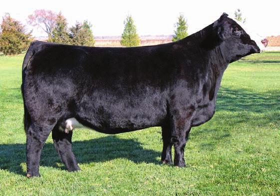 Pick ofcalves SS Magnificent Dreams - reference dam 34 A B 54 Pick SS Magnificent Dreams Pick of Calves of 5 Sept 2016 Calves 2387869 Consignor: Kasl Simmentals CNS Dream On L186 SVF NJC Magnetic Ldy