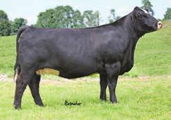 Magnificent Dreams daughters 55A 2154953 Basket of Embryos Magnificent Dreams T69 Selling 6 embryos guaranteeing 3 pregnancies Consignor: Kasl Simmentals CNS Dream On L186 SVF NJC Magnetic Ldy M25