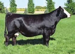 35 Selling 6 IVF sexed heifer embryos, guaranteeing 3 pregnancies, if work is done by a licensed and certified IVF technician Magnificent Dreams is considered a family member here at Kasl Simmentals