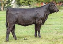 This beautiful, half blood, Steel Force cow is tremendous. She is in the prime of her life. She is AId early to WC Relentless, and sells with a fancy March heifer calf, by On Target.