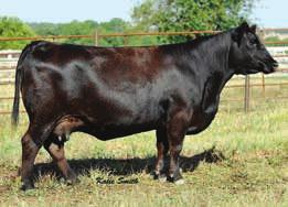 SVF Sazerac T99 SVF/3M Sazerac A34 - ref. dam 9-0.3 56 75 8 20 48 0.02 0.87 112 Selling 3 embryos guaranteeing 1 pregnancy if work is performed by a certified embryologist.