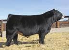 This pedigree includes the best the breed has to offer by mating Sazarac with Built Right and using the total outcross bull, Star Player.