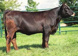 89 103 AI d to WS Zenith Z55, ASA#2675747 on 4/8/16 PE to Haleys Absolute C296, ASA#3015202 from 5/15/16 to 7/18/16 Here is a cow in the making she is put together very well for a sound feminine