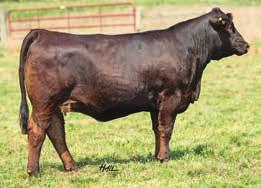 89 100 AI d to WLE Uno Mas X549, ASA#2532016 on 6/26/16 This black baldy female was a late addition to the sale group this year but we feel that she just keeps getting better every day.