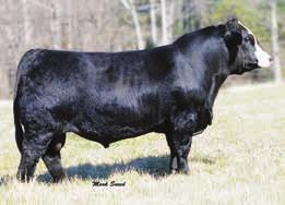 We are going to also sell her late January bull calf with her by Uno Mas.