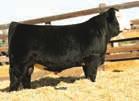 Due 12/14/16 This striking baldy, Built Right cow, sells AI bred to One Eyed Jack on 3-6-16, due 12-14-16.