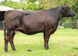 7 98 PE to Big Bear, ASA#2890431 on 8/10/16. Due approx. 3/20/17 Here is an extra fancy, young, Milestone baldy female. Only because she is calving later are we selling this cow.
