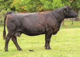 Top genetics in this young cow to add to your program! Bred to Big Bear (M25 x Upgrade son), due approximately 3-20-17. HTP Kiss Me Not - ref.