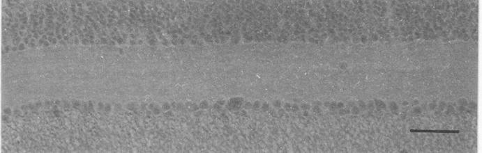 photoreceptor cells in the retina of FG-treated quail. Bars indicate 100 µm. a local breeder.