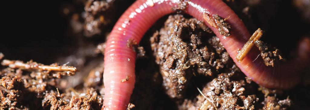 The Earthworm About 6,000 different species of earthworms
