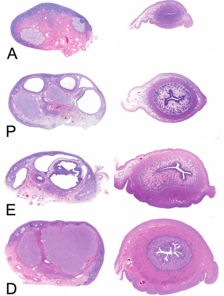 Vol. 36, No. 7, 2008 ESTROUS CYCLE IN BEAGLES 945 FIGURE 1. Typical morphological features of the ovary and uterus in anestrus (A), proestrus (P), estrus (E), and early diestrus (D). H&E.