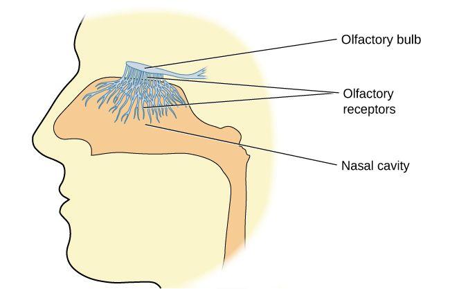 The *olfactory receptor cells are neurons that have tiny hair-like projections (cilia) extending into the mucosa of the