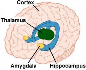 Some of the olfactory fibers travel to the *amygdala, which is part of the limbic system, a group of structures