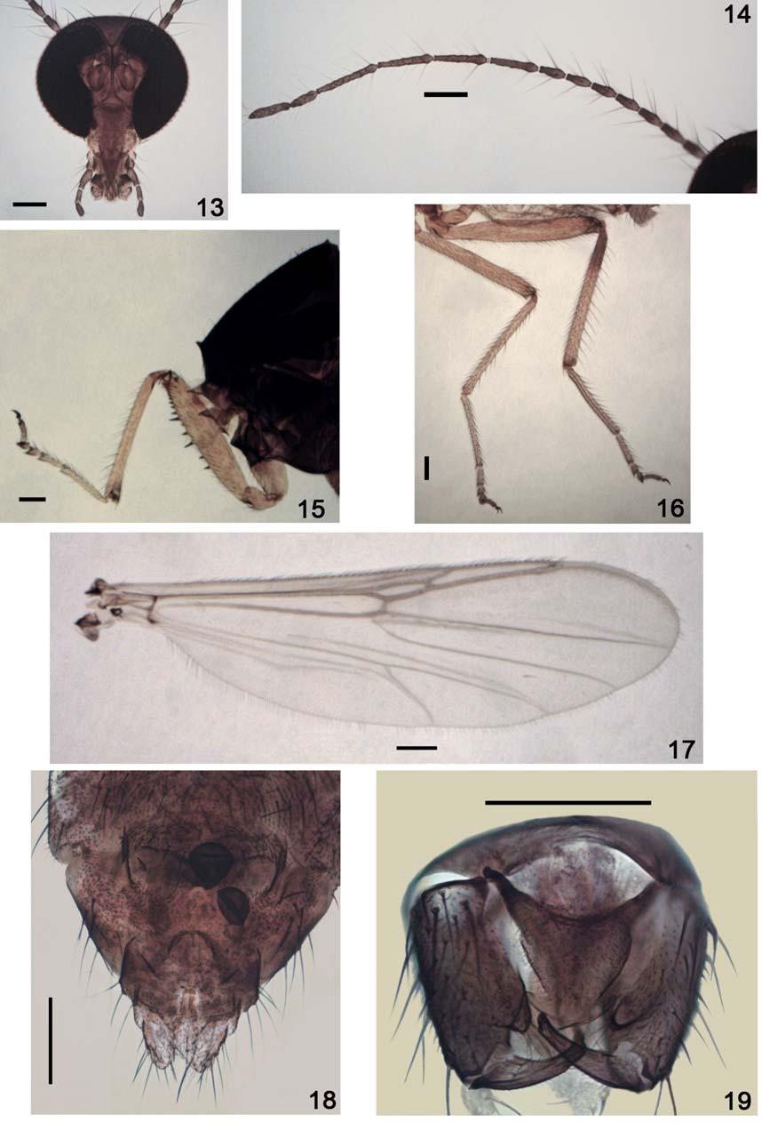 20 INSECTA MUNDI 0324, October 2013 GROGAN ET AL. Figures 13-19. Palpomyia turnbowi n. sp. 13-18) Female. 13) Head. 14) Flagellum.