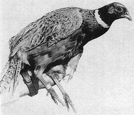 Mar., 1961 HORMONES AND PLUMAGE IN PHEASANTS 105 influence of the hormone were then compared with the feathers which had been plucked from the same site previous to implantation.