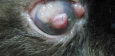 Eosinophilic Keratitis 31 Eosinophilic keratitis (EK) is also termed proliferative keratoconjunctivitis and it occurs almost exclusively in cats and less commonly in horses.