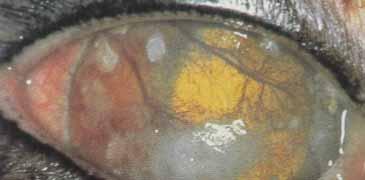 This is a progressive keratopathy and clinical signs of pain or discharge are variable. Up to 24% of cats may have accompanying corneal ulceration.
