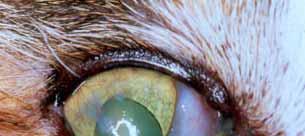 White deposits over the cornea Extensive corneal lesions Barnett. 2006 37 Barnett.