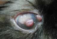 Eosinophilic keratitis Treatment Use of corticosteroid should be cautious Hormonal therapy Megestrol acetate Artificial progesterone Risks of complications If FHV-1 lesion is