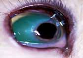shorthairs Himalayan Others Corneal sequestrum Ages of affected