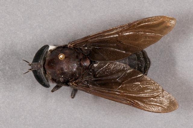 Large, dark brown or black with dark eyes Adult females feed on