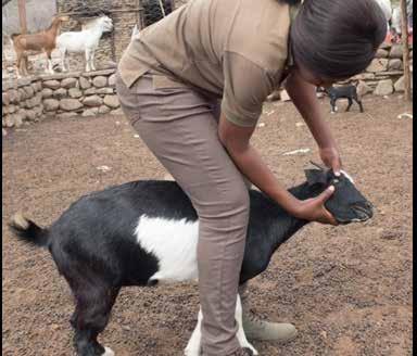5-point check for internal parasites The Five-Point Check is aimed at checking goats that could be affected by one or more major internal parasites.