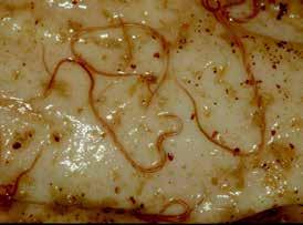 Roundworm Description Life cycle Management Treatment These worms have long cylindrical bodies, are unsegmented and have simple life cycles, which involve free living larval stages.