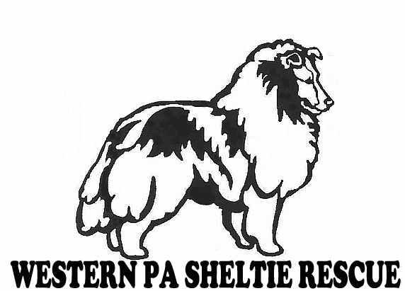 Thank you for applying to adopt a Sheltie from Western PA Sheltie Rescue (WPASR).