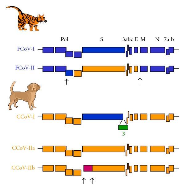 Genetic relationships between the different feline and canine