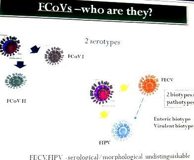 How FECV turn into FIPV Two theories Internal mutation Circulating