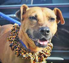 I weigh about 55 pounds and am about 2 to 3-years-old. I seem to do well with other dogs. I am easy-going and eager to please. I sit nicely at your feet and I don t pull too much on the leash either.