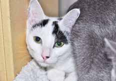 He s pictured on this page as well and he s just as handsome as me. We ll bring double the love and double the fun to your family! CAT: Cat Adoption Team We re at Petsmart 7 days a week.