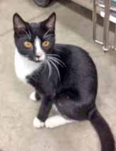!! Call 910-792-9014 for more information. Hey, I'm Franklin! I m a 5-month-old black and white tuxedo boy. I am the most cuddly kitty you will ever meet!