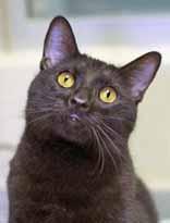 New Hanover County Humane Society Friendly and social as can be, that s me, Sassy! Even if I ve just met you, I ll walk right up to you and invite you to stroke my soft, plush, gray fur.