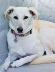 I m Ivory, a 1-yearold Shepherd mix girl who is very shy and just learning to trust people. I do much better with other dogs who are calm and friendly.
